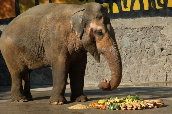 filkumpir-bahadir-fil